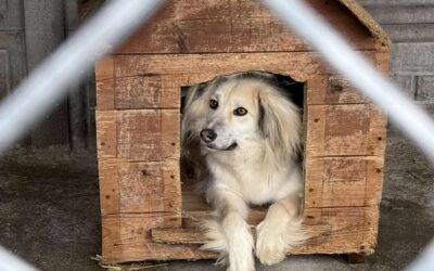 Mikołajki w schronisku