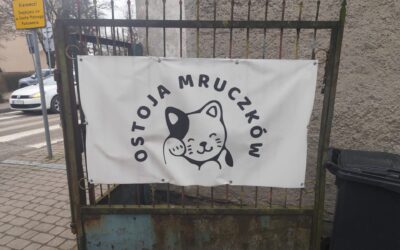 Mikołajkowe podarunki dla kotów